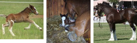 Clydesdale Young Horse - Nickweb Antonio